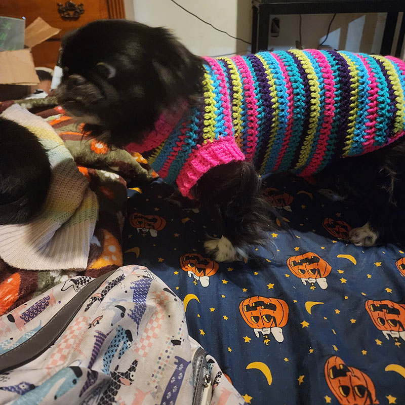 Sweater for Nova