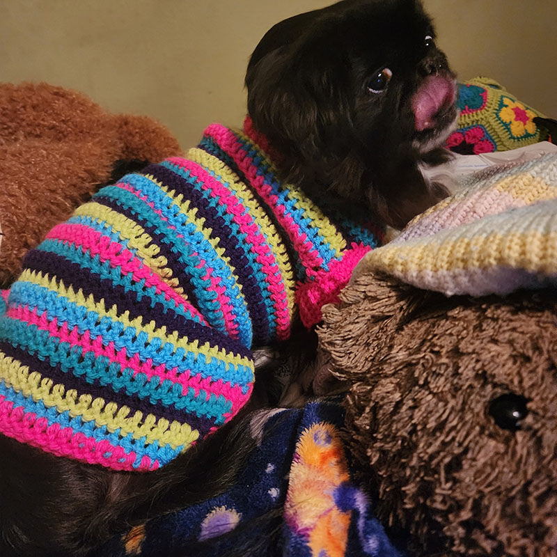 Sweater for Nova
