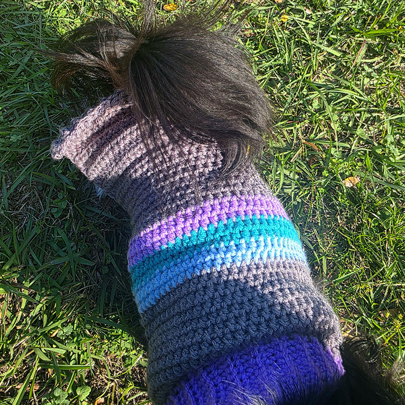 Sweater for Nova